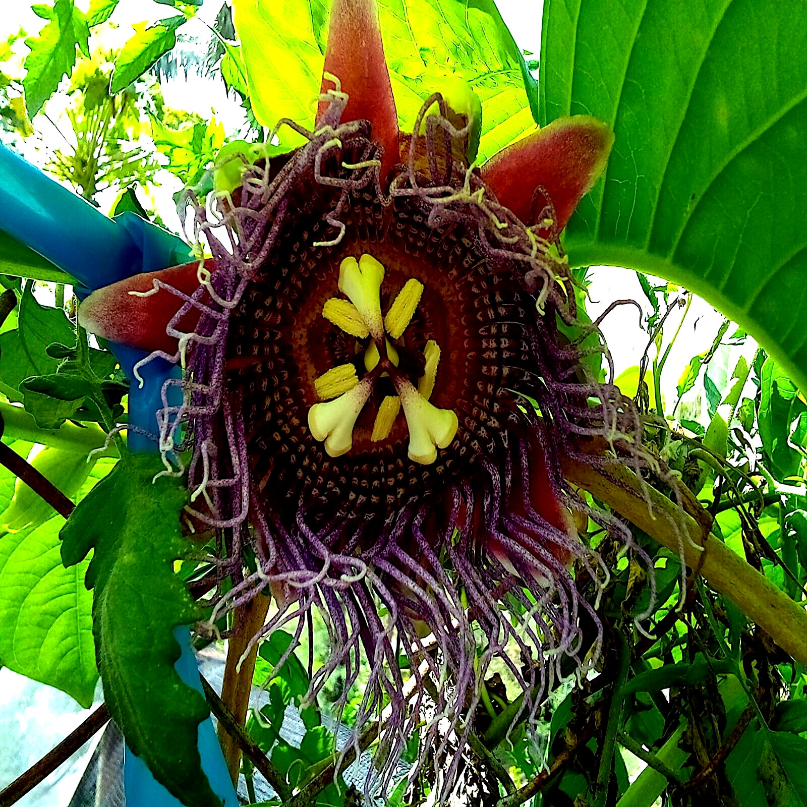 20 GIANT GRANADILLA SEEDS (Passiflora quadrangularis) Passionfruit Flower Plant