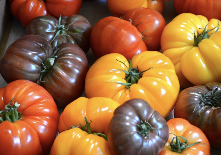(20) Mixed Brandywine Rainbow Mix Heirloom Tomato Seeds plants garden