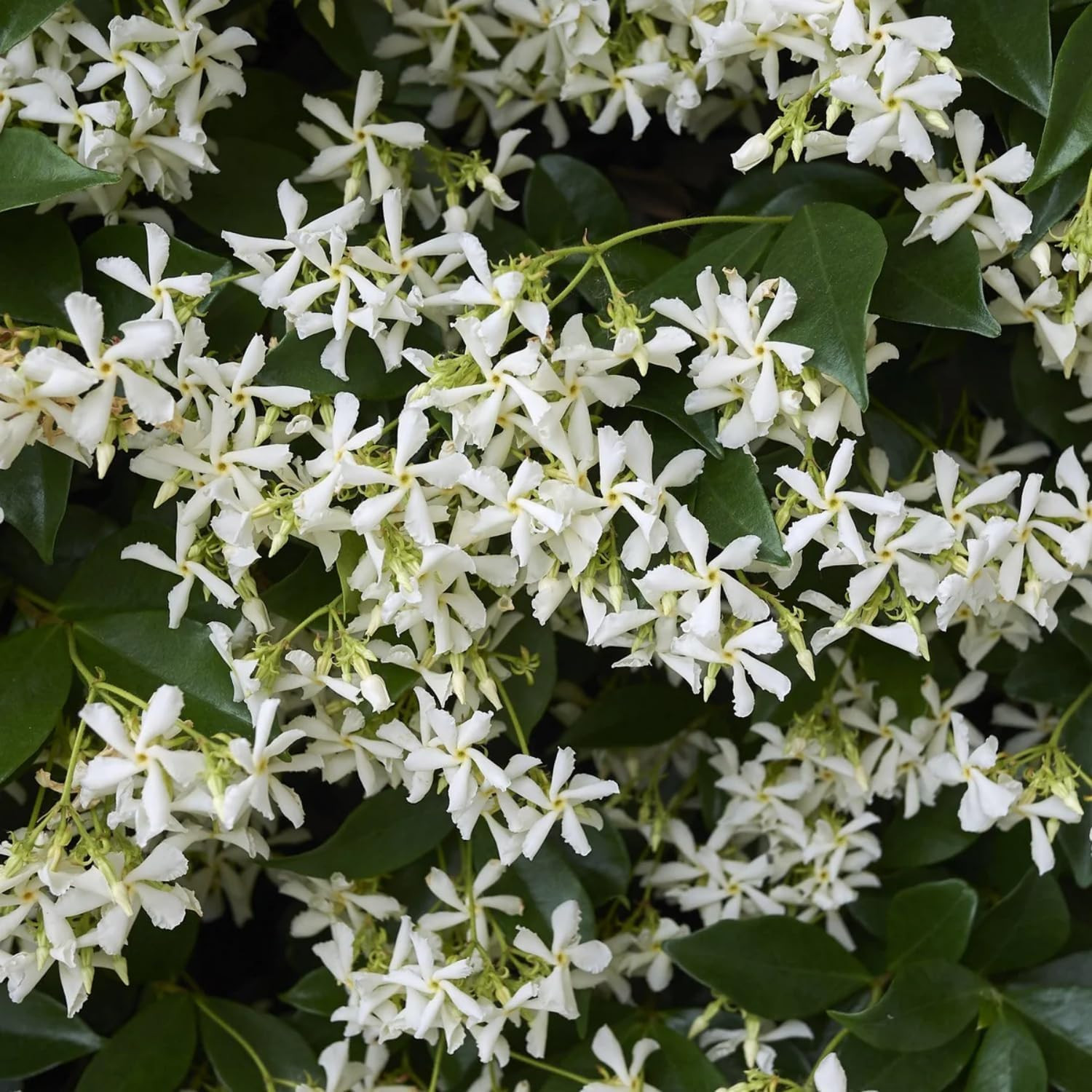 200+ Mixed Star Jasmine Seeds for Planting Fragrant Climbing Vine Non-GMO Garden