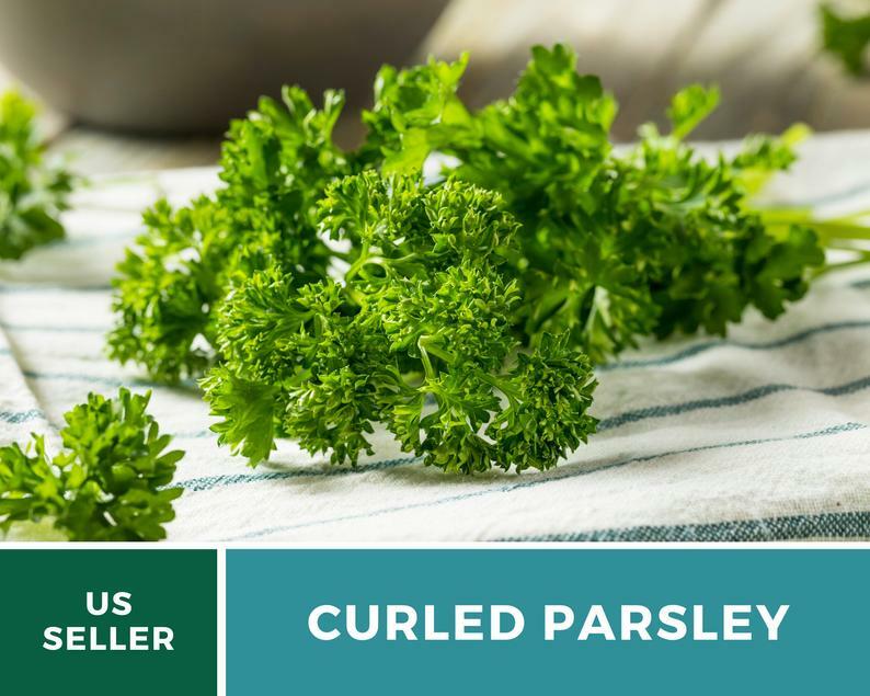 Parsley, Triple Curled- 200 Seeds – GMO Free (Petroselinum crispum)