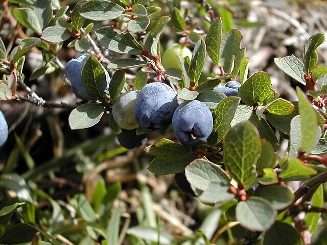 Vaccinium uliginosum | Alpine Blueberry | 10 Seeds