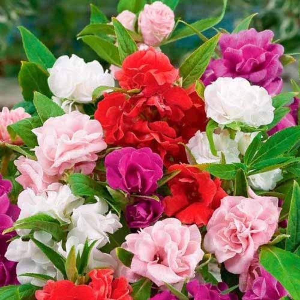Seeds Balsam Camellia Flowered Mix – Impatiens balsamina – Annual Flowers for Pl