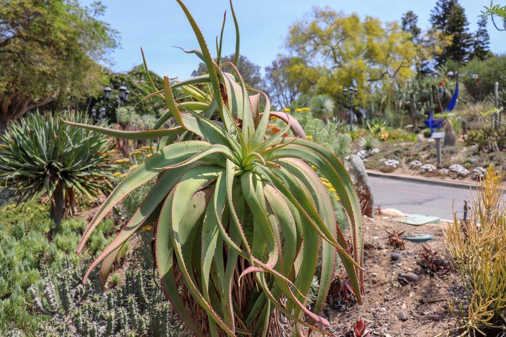 Aloe speciosa Limp Horn Aloe, Tilt Head Aloe 5 Seeds