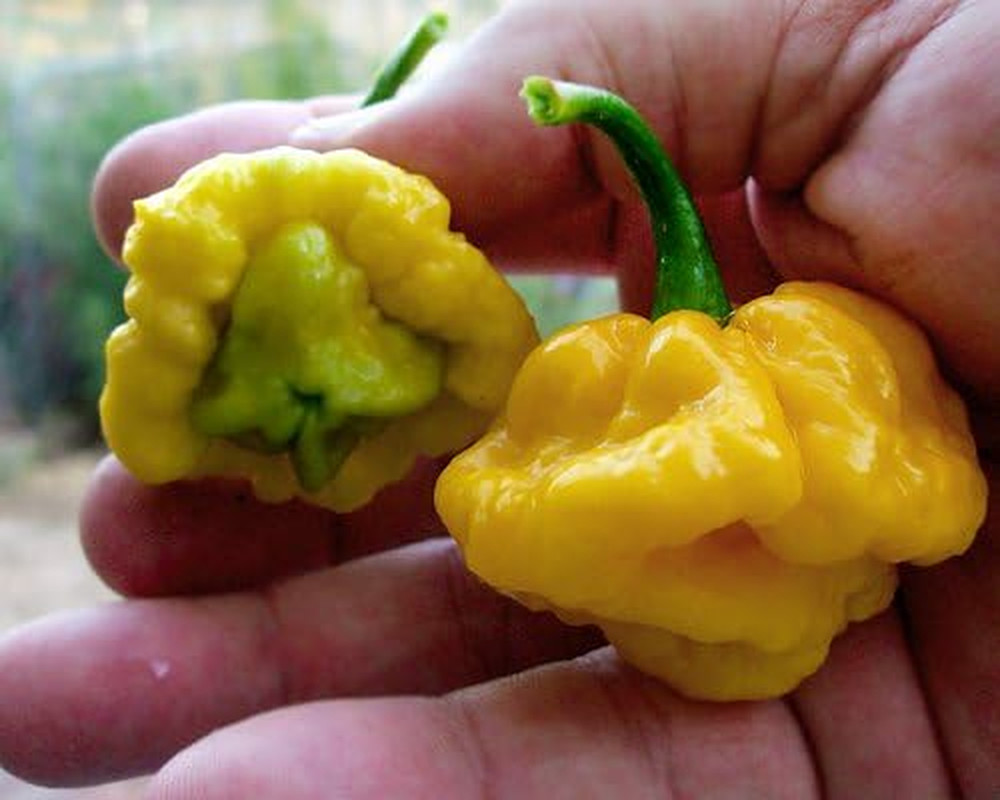 30 Yellow Scotch Bonnet Jamaican Hot Pepper Seeds Heirloom Non-Gmo Super Hot