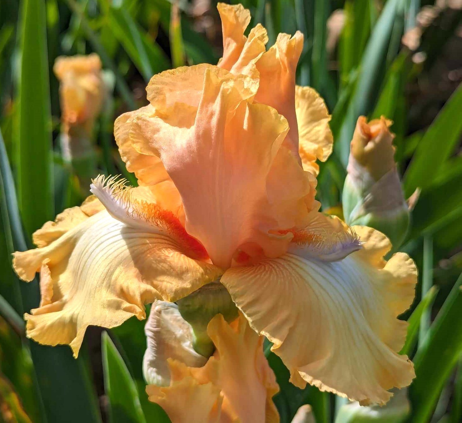 ‘Kristen Faith’ Tall Bearded Iris Rhizome PRE-SALE to Ship Aug/Sept