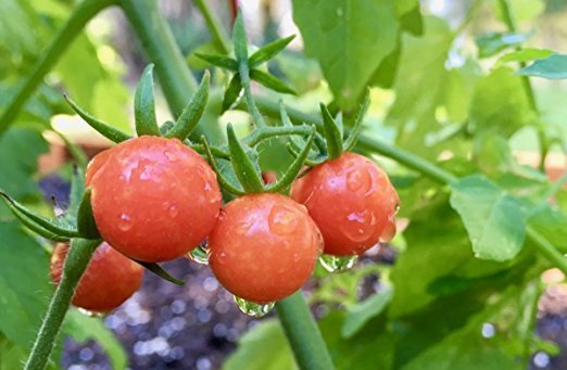FLORIDA EVERGLADES TOMATO SEEDS, WILD NATIVE PLANT 40 SEEDS,