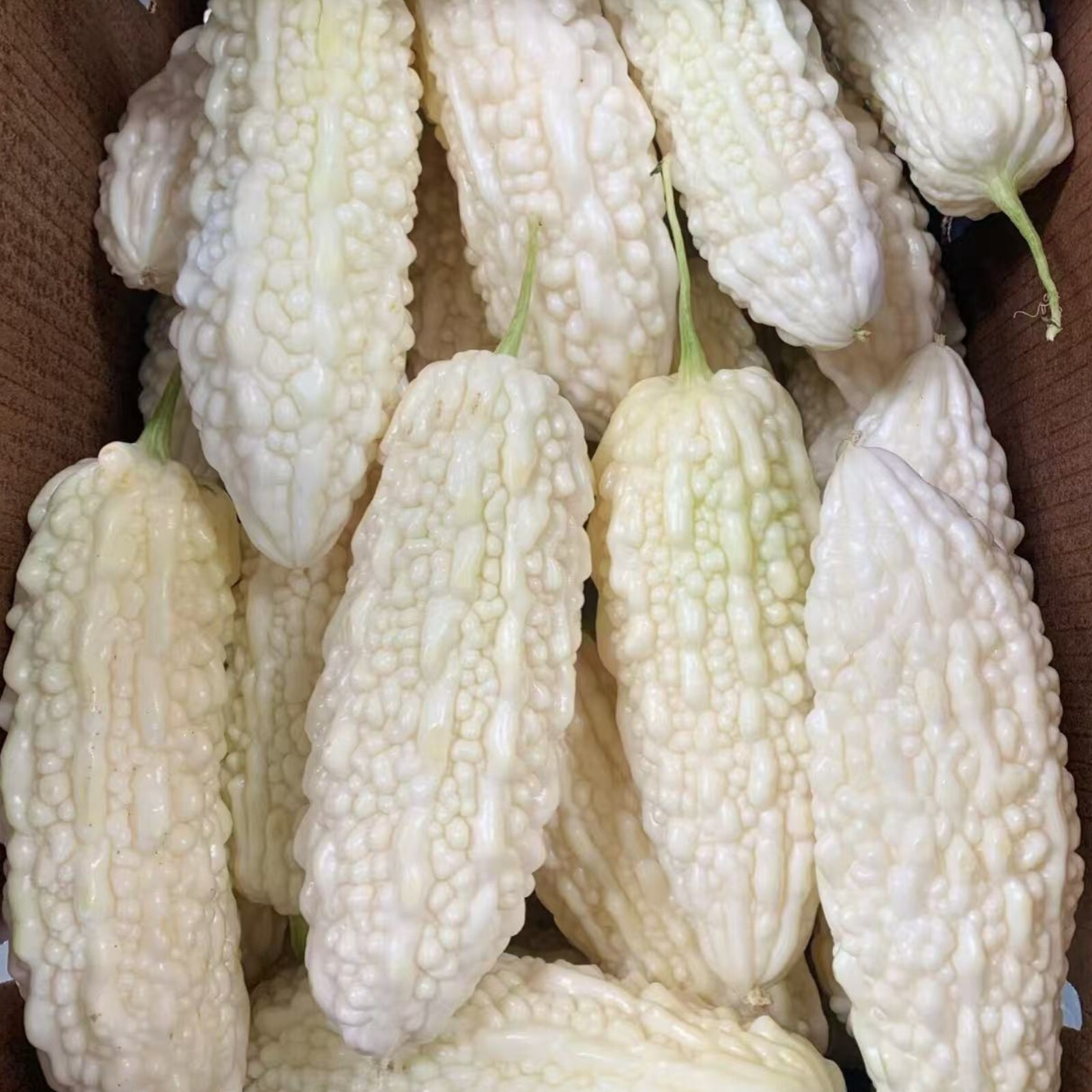 White Pearl Bitter Gourd Seeds – 15 Seeds – Non-GMO Heirloom Variety