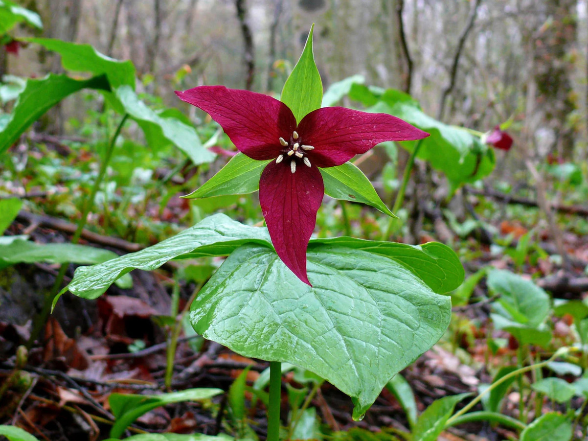 5 Red Trillium Bulbs – Wildflower Roots for Garden – No Ship to AK, HI, PR