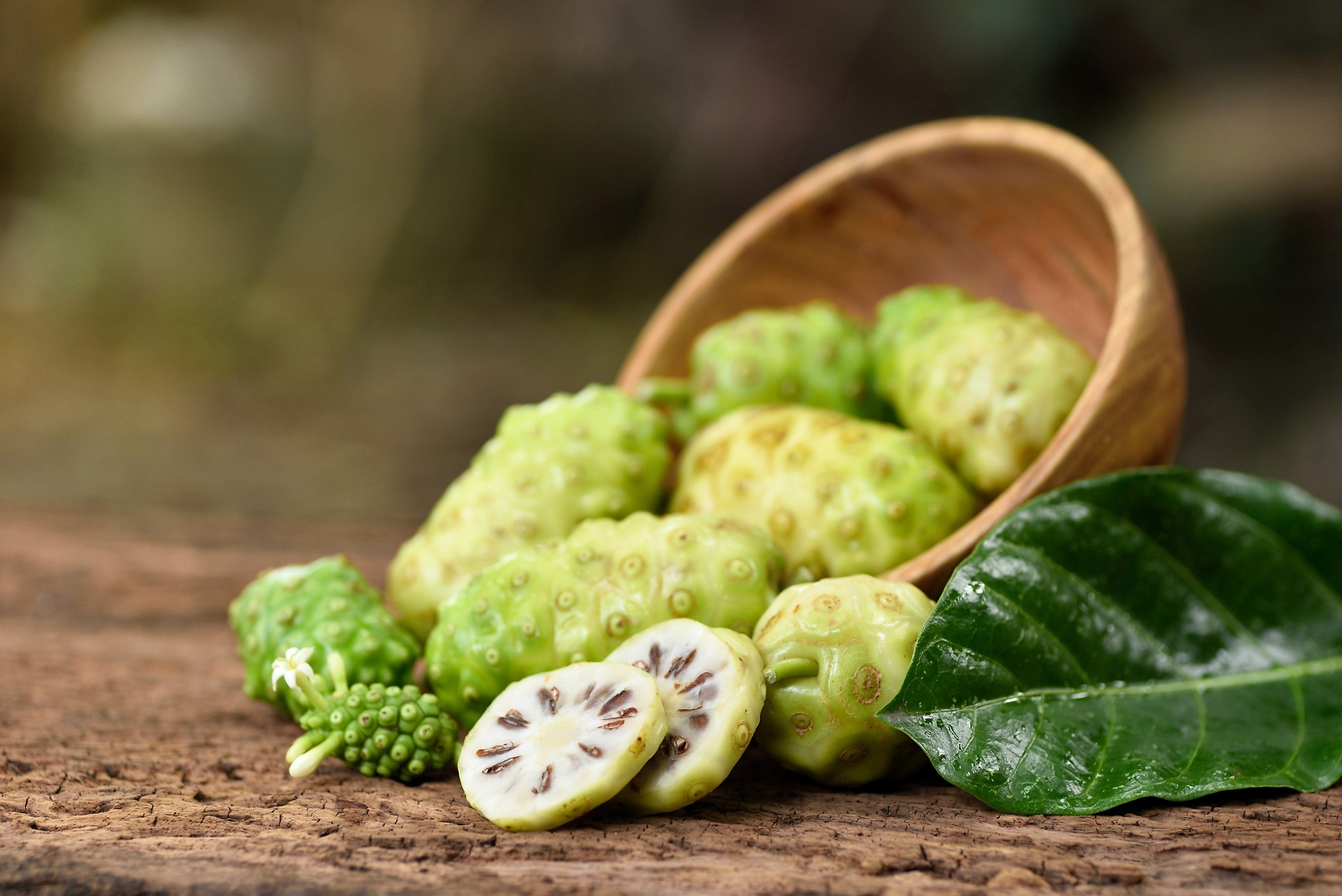 20 NONI Cheese Fruit Great Morinda Citrifolia Indian Beach Mulberry Shrub Tree S