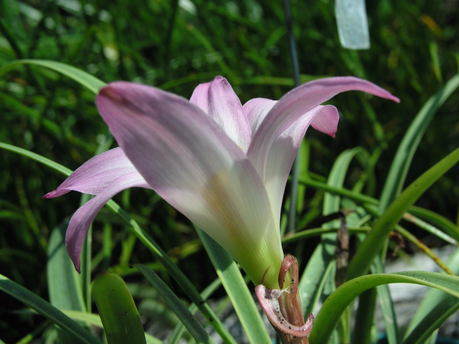 Rain Lily, Habranthus Argentina Pink, 2 bulbs, NEW, RARE, zephyranthes