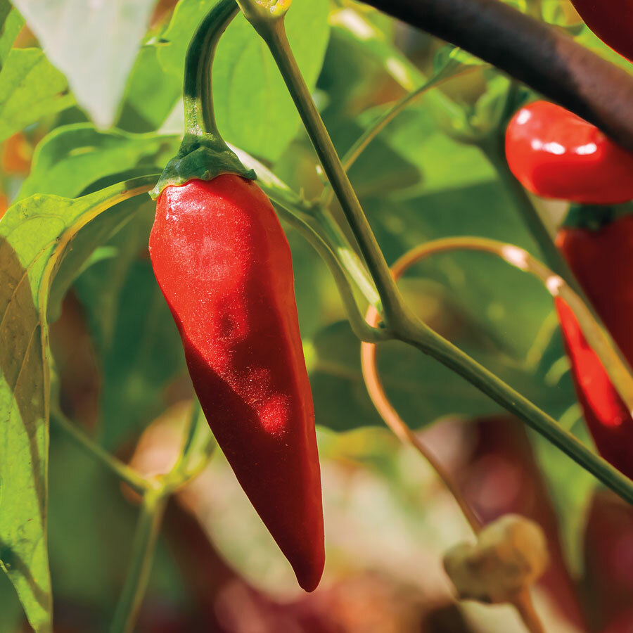 Tabasco Pepper Seeds 30+ Hot Chile Pepper Sauce Spicy Vegetable FREE SHIPPING