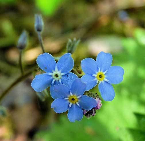Myosotis sylvatica | Woodland Forget Me Not | 500_Seeds