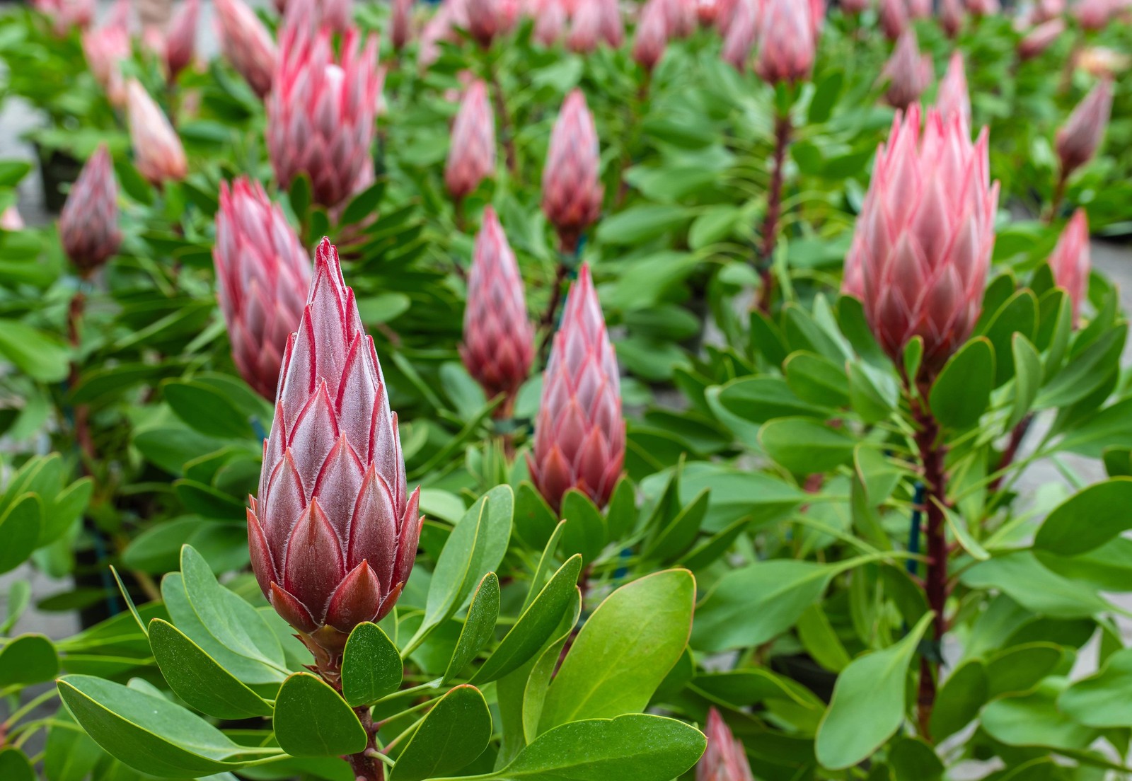 5 Giant KING PROTEA Cynaroides Sugarbush Rare 12″ Flower Seeds