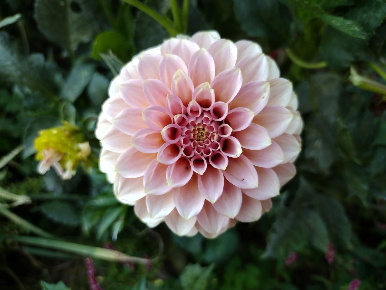 Home Grown Dahlia Flower Tuber Bulb Bundle Lot 10-50 Grower’s Choice Tubers