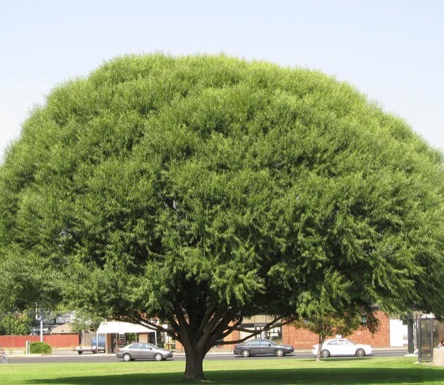 1 (One) LIVE “GLOBE (NAVAJO) WILLOW” PLANT ROOTED about 6-10″ tall.