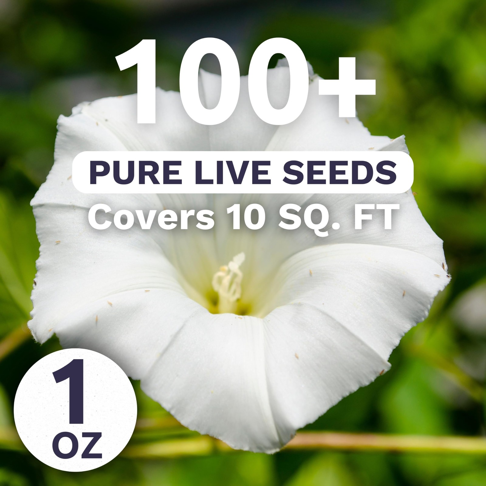 Moonflower – Tropical White Morning Glory – Large 1 Ounce Packet – 100 Flower…