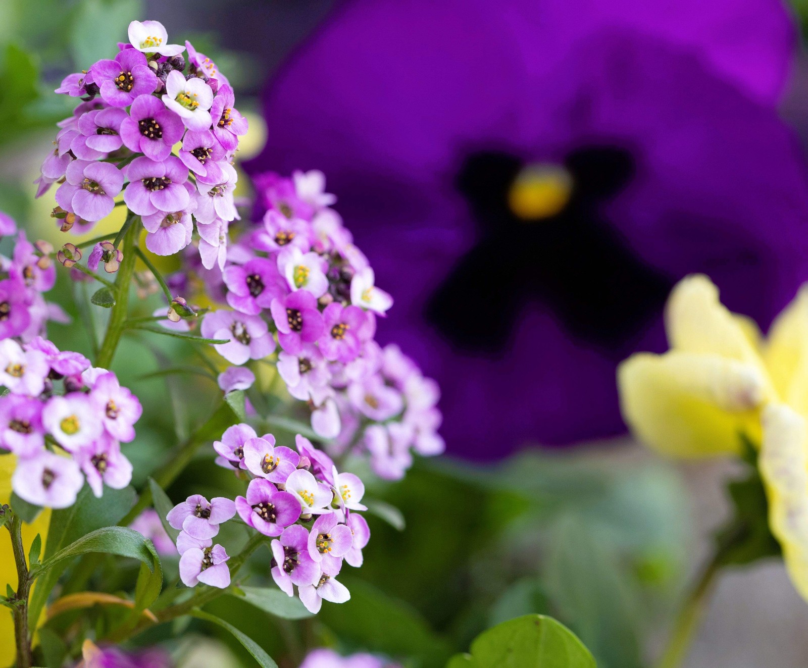 500 Sweet ALYSSUM ROYAL CARPET Lobularia Maritima Flower Seeds