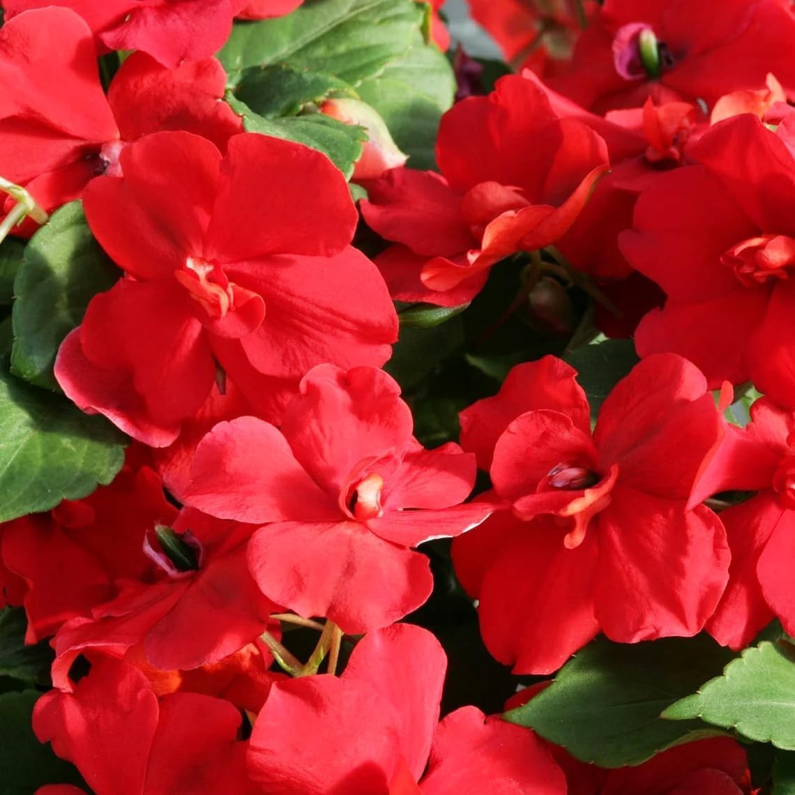500+Mixed Impatiens Seeds for Planting Outdoor Home-Perennial Impatiens Balsa…