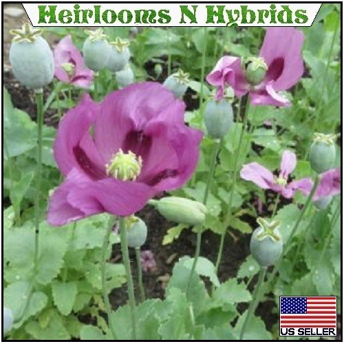 20,000 Stratified Hungarian Papavaer Somniferum Organic Poppy Seeds For Planting