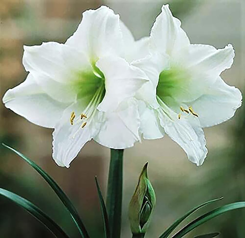 Denver White Amaryllis Bulb – Large Bulb for Planting, 4-8 Blooms, 16–24″ Tal…