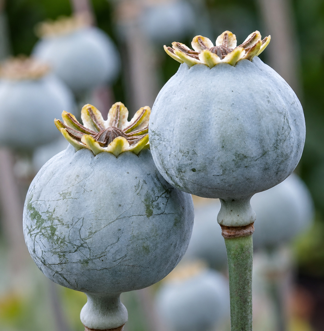 85,000 – 1 Ounce | After Midnight P. Somniferum Poppy Seeds -92% Germ Bulk Seed