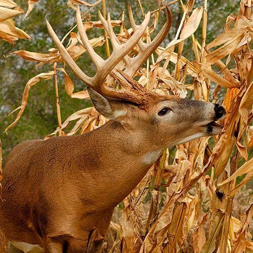CZ Grain Dinner Getter Deer Food Plot Corn Seeds – 250 Seeds to Grow Deer Food –