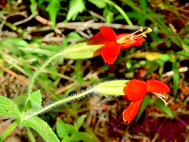 scarlet monkey flower 150 seeds hardy perennial, mimulus cardinalis