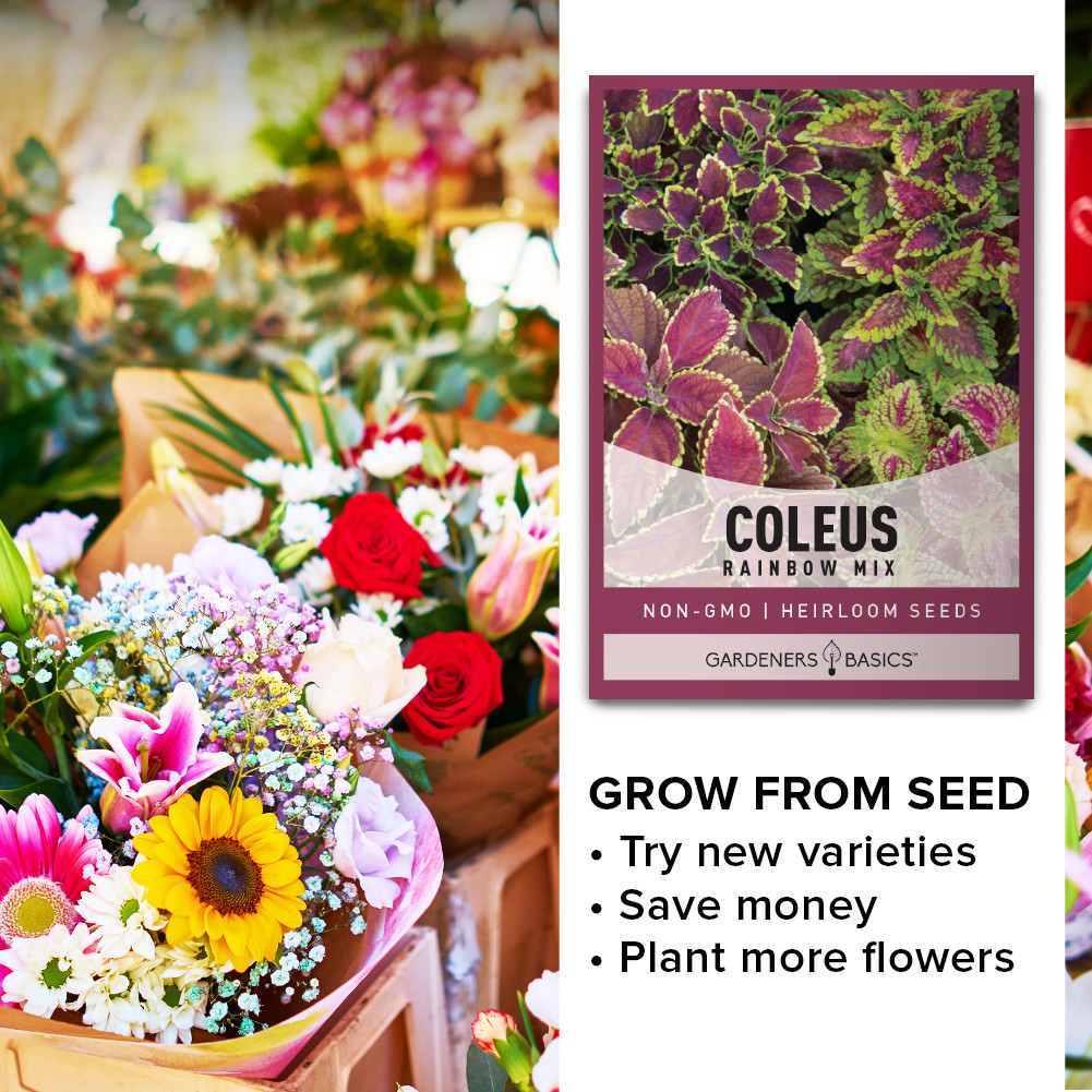 Rainbow Mix Coleus Seeds
