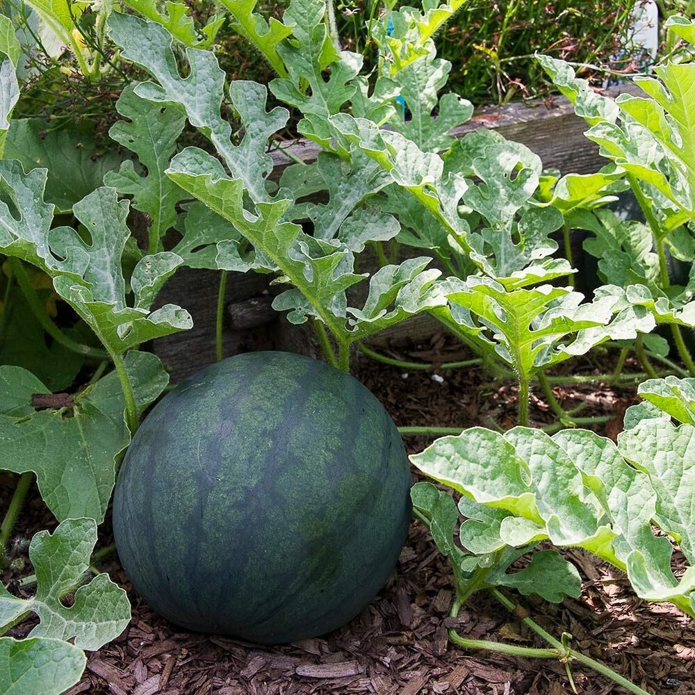 25 Premium Fresh Sweet Sugar Baby | NON-GMO | Watermelon Seeds-B 65