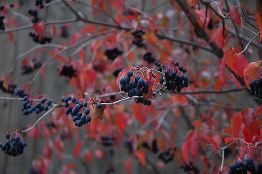 20+ seeds Nannyberry Native Shrub (Viburnum lentago) Edible & Medicinal