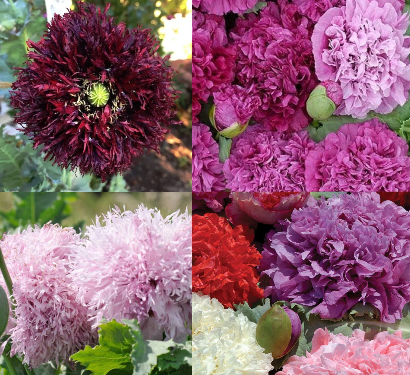 Poppy PURPLE PASSION Mix Double Bloom Poppies Tall Huge Pods Non-GMO 500 Seeds!