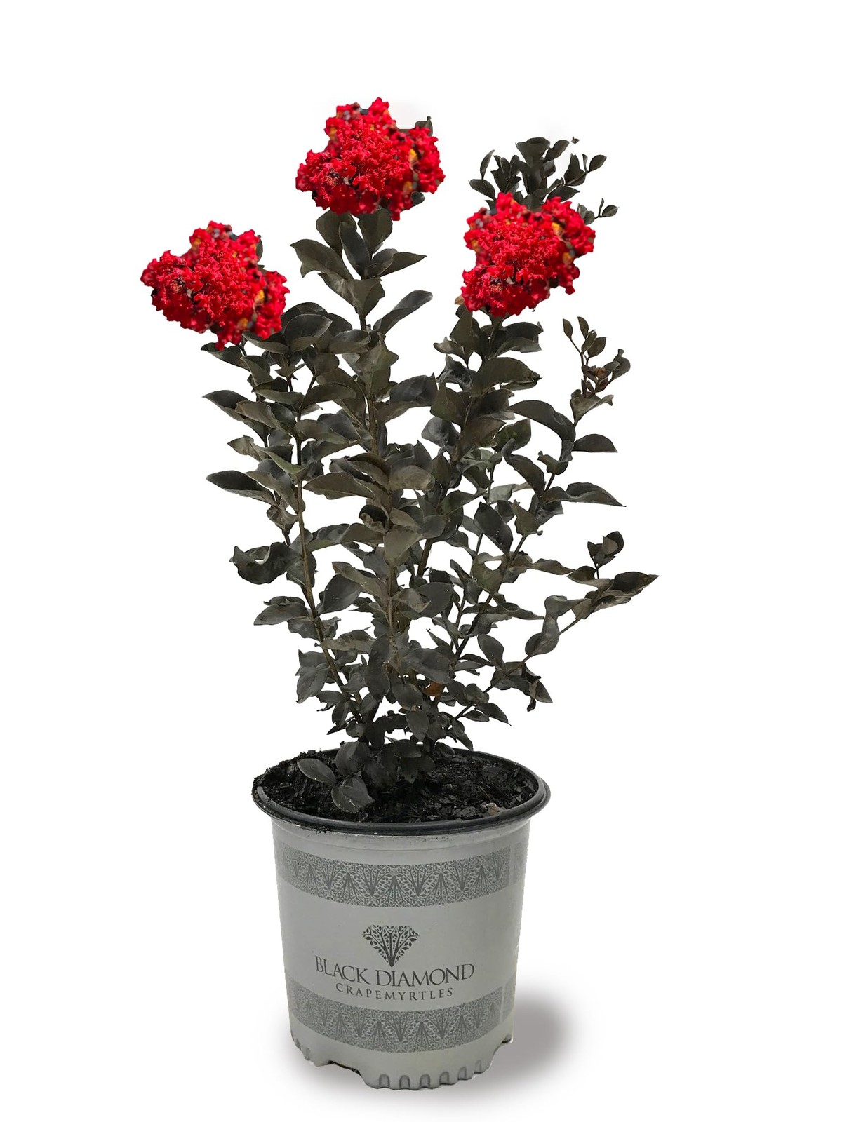 Crimson Red Crape Myrtle Tree – 3-Gallon Pot, Drought-Tolerant, Year-Round
