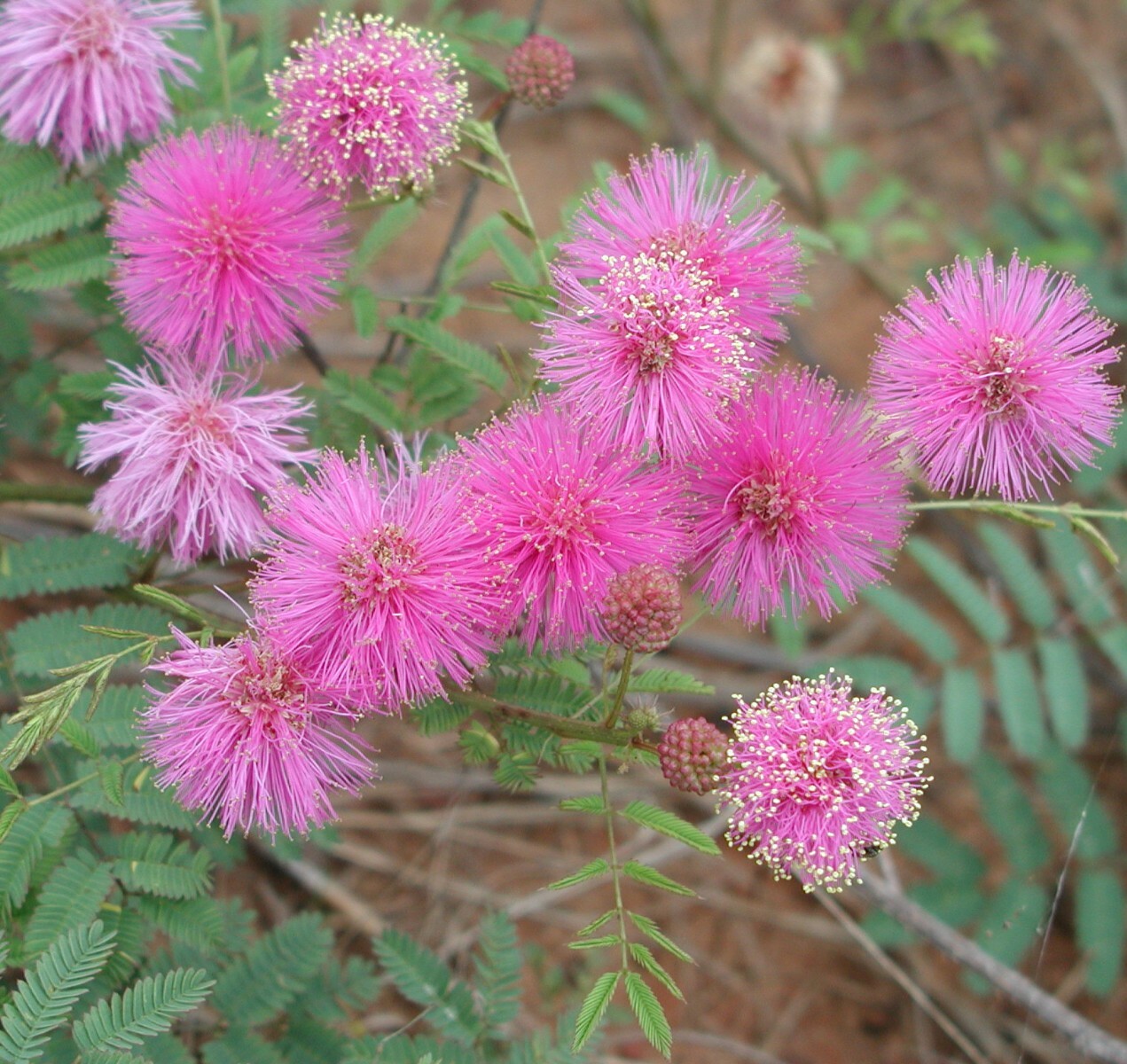Prairie Sensitive Briar ~Mimosa nuttallii~ Hardy Plant Native Perennial brier