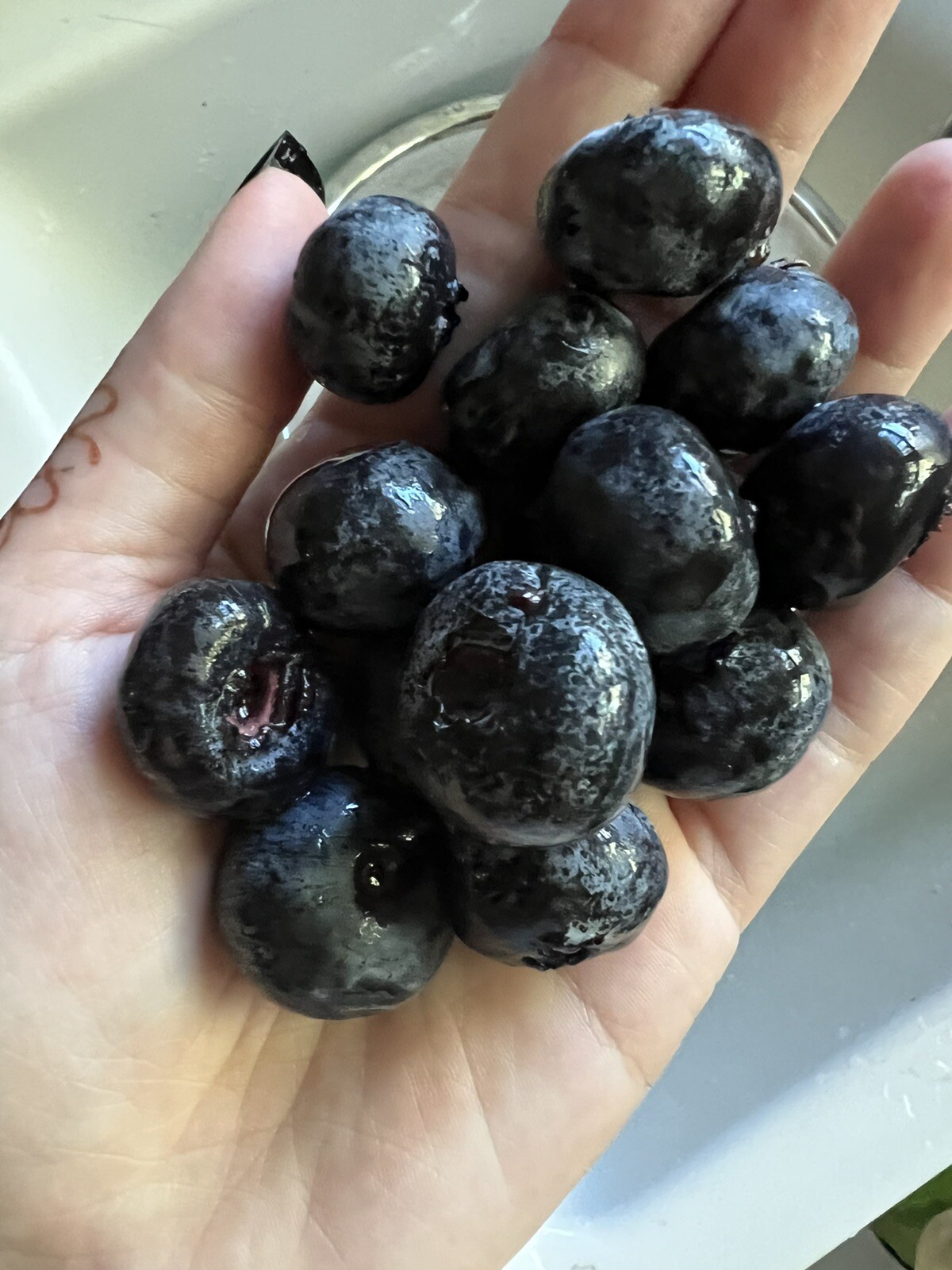 50🫐 Giant Blueberry Seeds Homegrown Edible Garden Vine Fruit Organic USA Berry