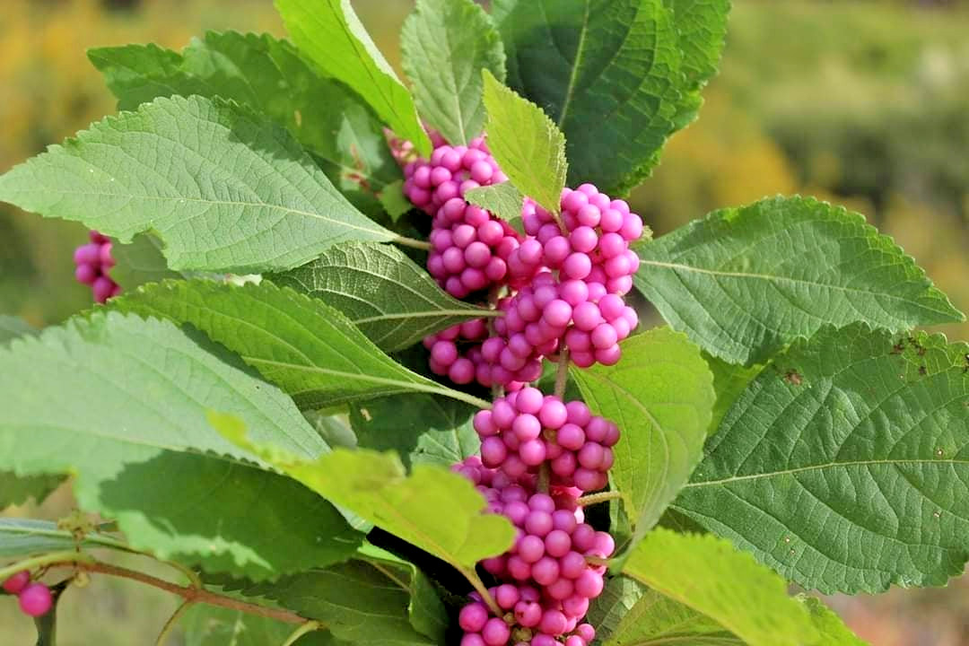 15 SUGARLOAF PINK BEAUTYBERRY SEEDS – Callicarpa americana ‘Sugarloaf Pink’