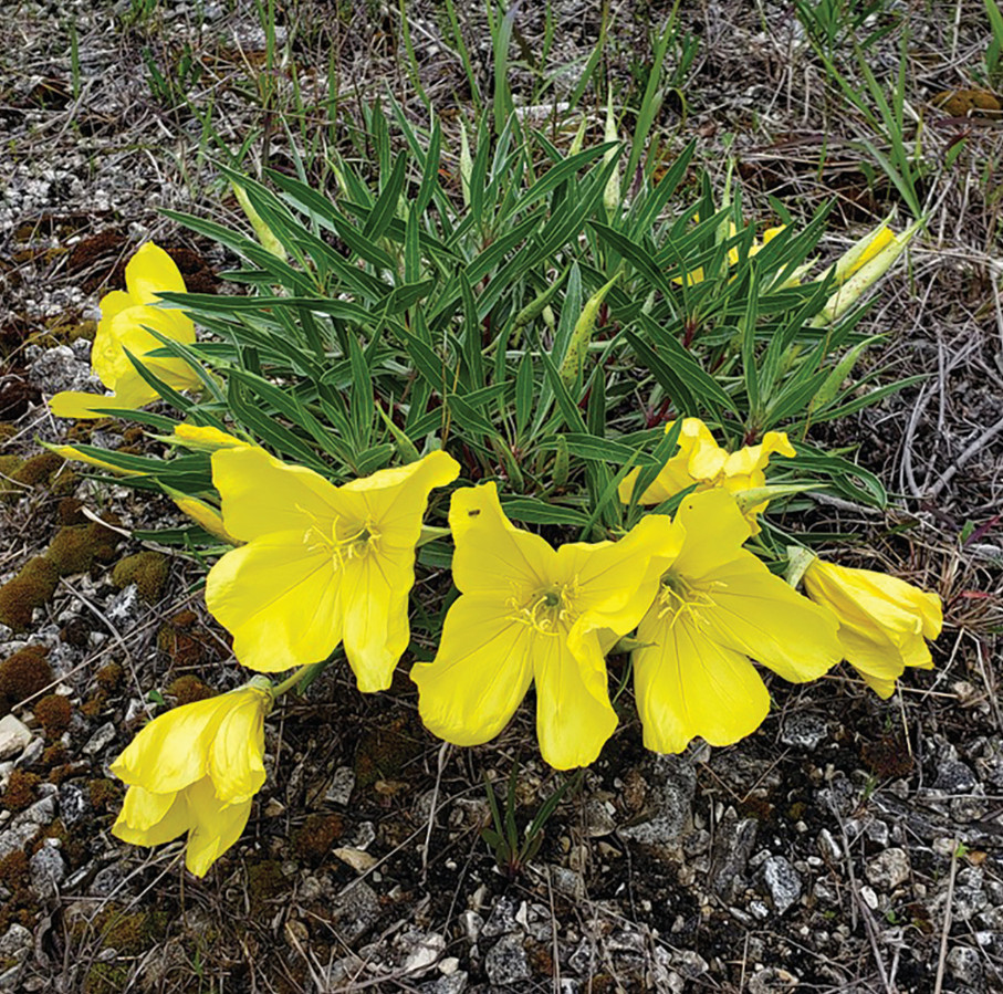 30 Missouri Primrose Seeds – Dwarf Yellow Perennial Wildflower for Rock Garden