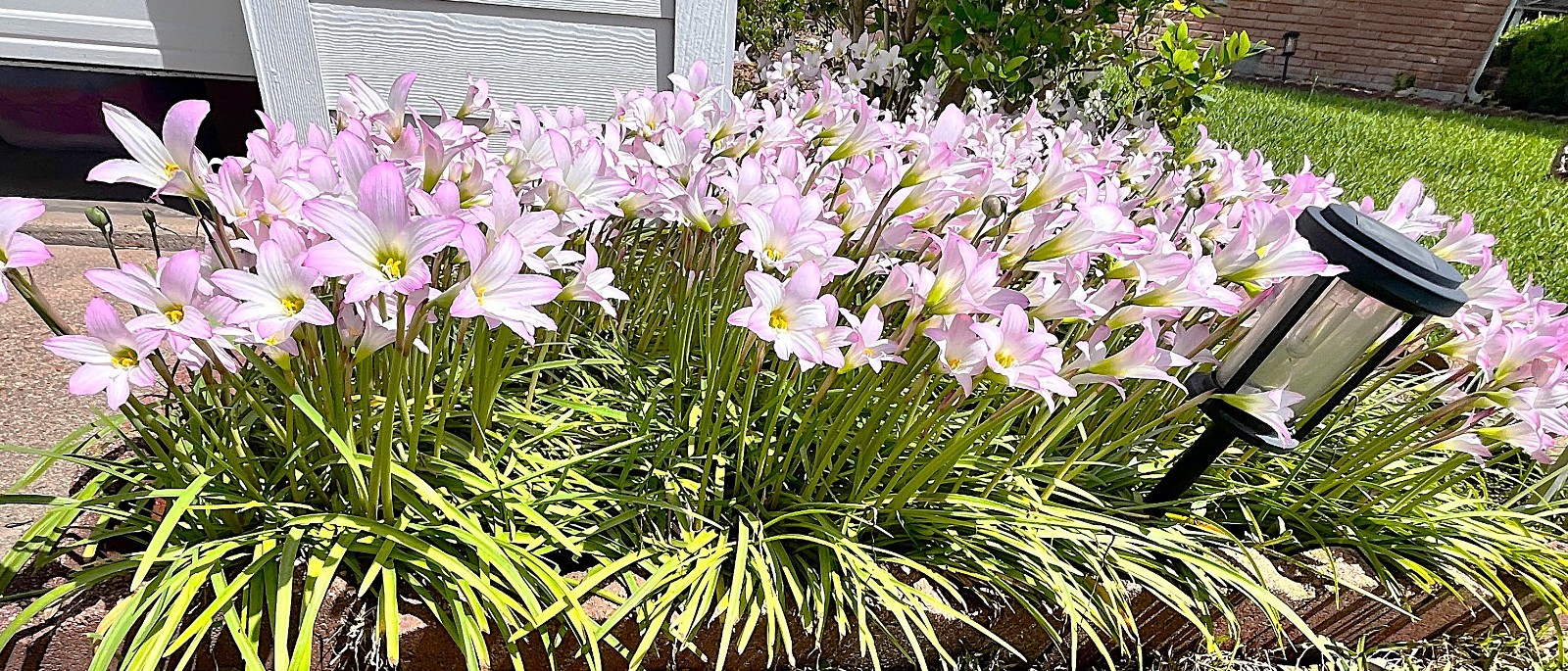 Rain Lily zephyranthes 12 live bulbs with roots and leaves pastel purple lot
