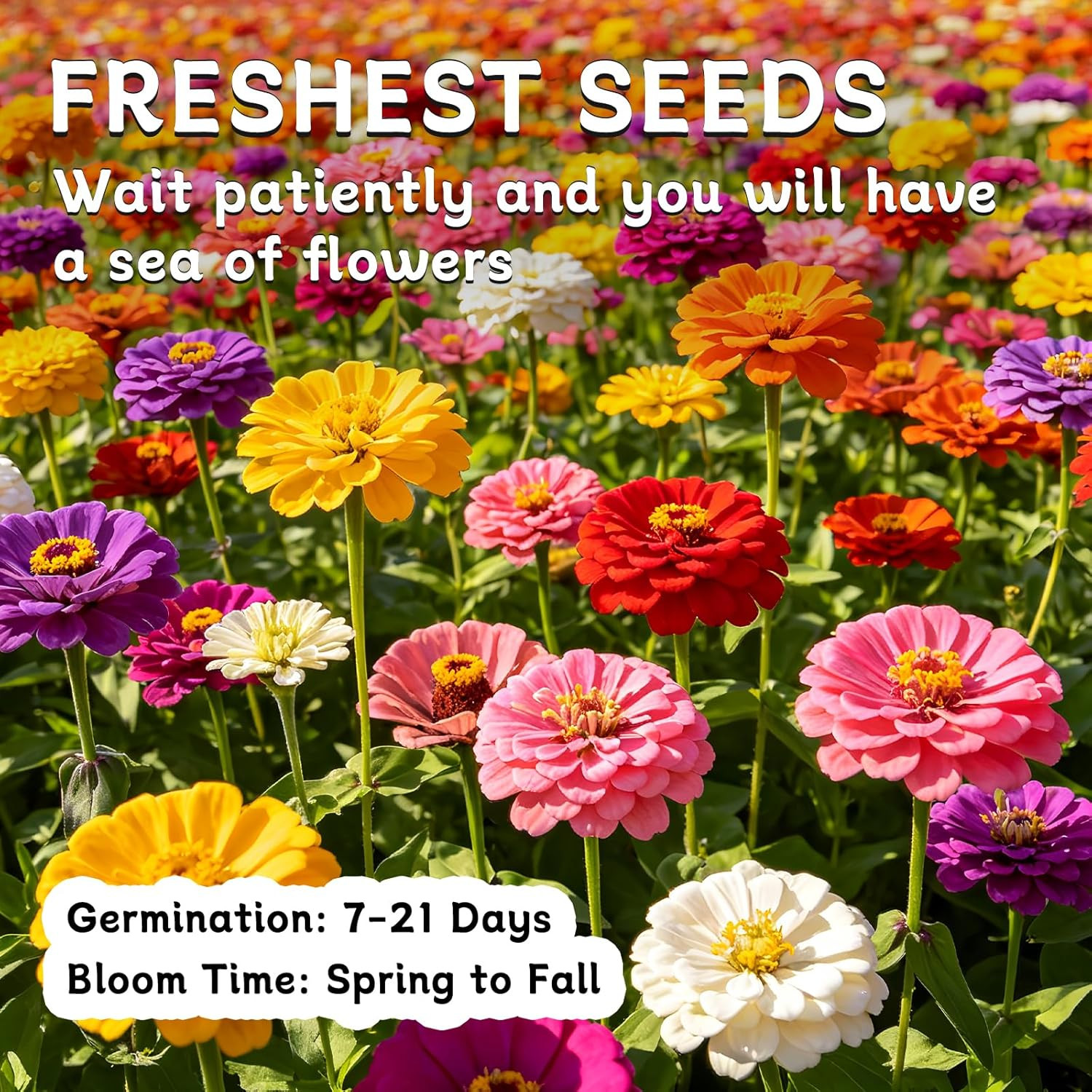 Zinnia Seeds for 2026, 10,000+ California Giant Zinnia Seeds Bulk, Double Dahlia