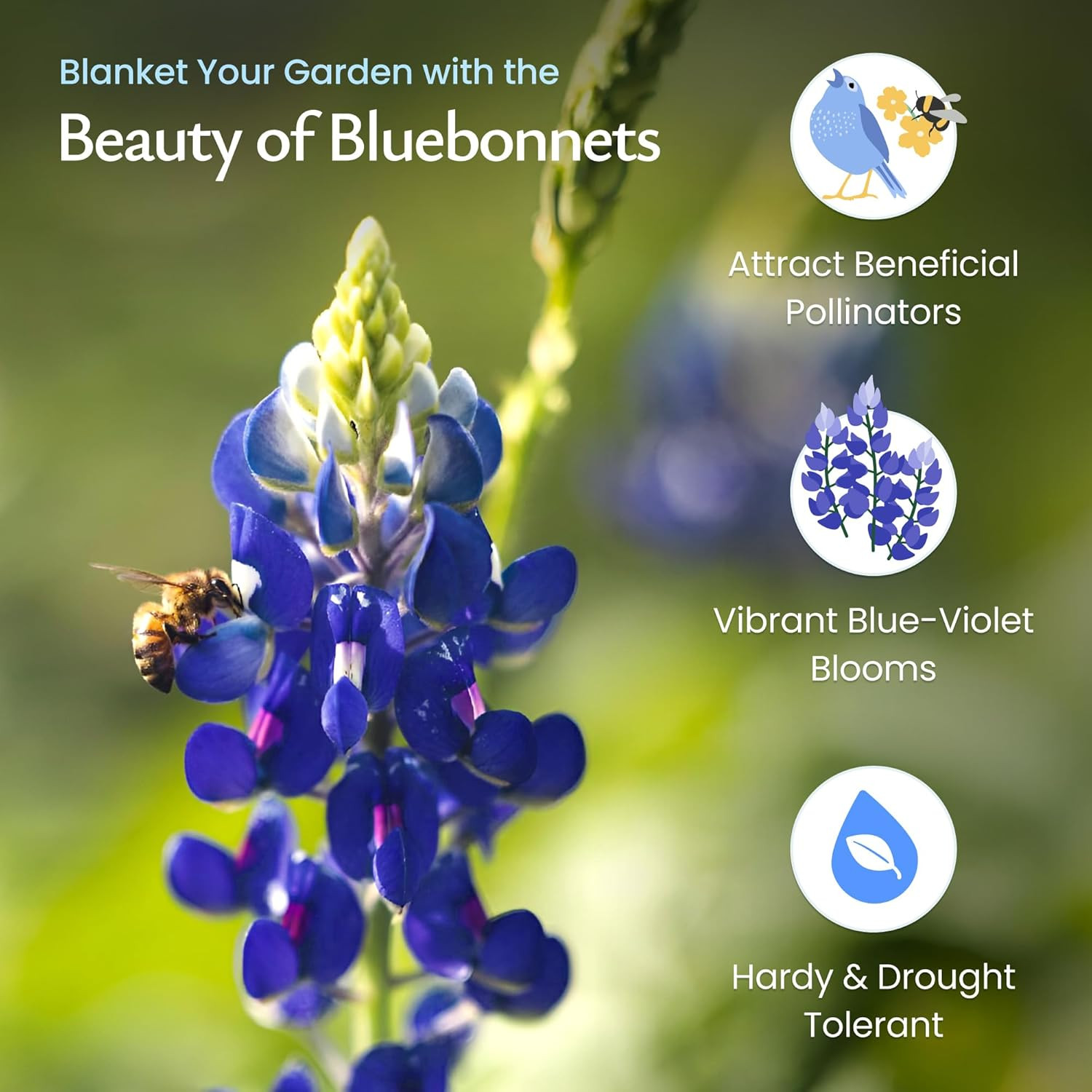 Texas Bluebonnet , 750+ Wildflower , Texas State Flower