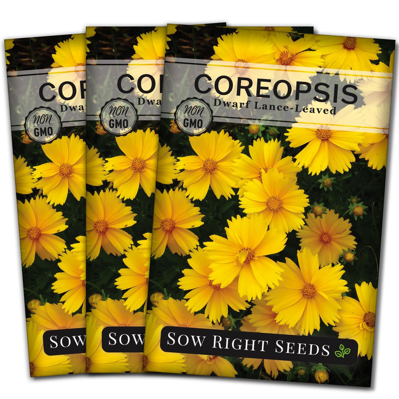 Dwarf Lance-Leaved Coreopsis Seeds – Non-GMO Easy-to-Grow Flower for Gardens