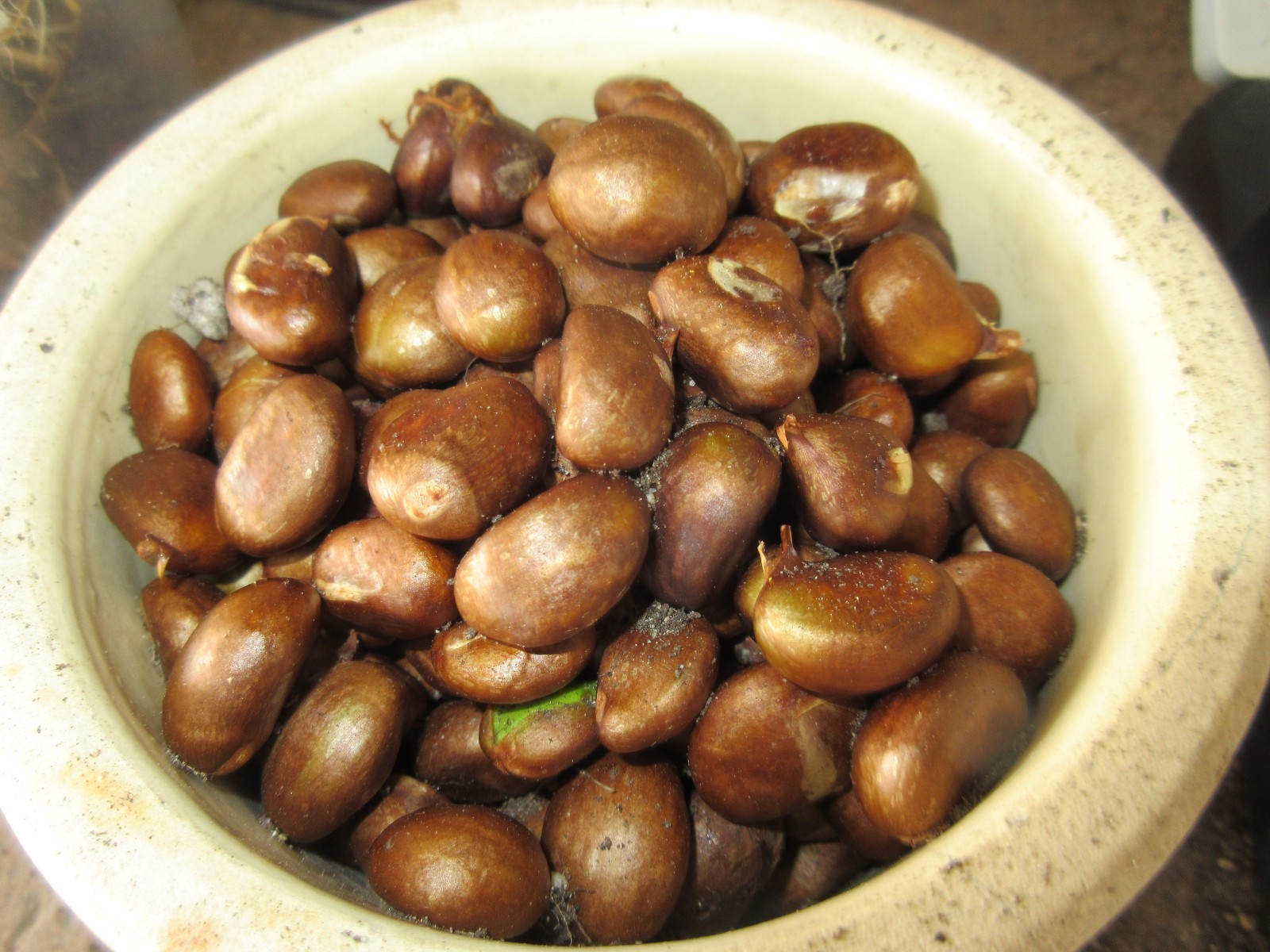 60 Loquat Seeds Organic Grown California 2026