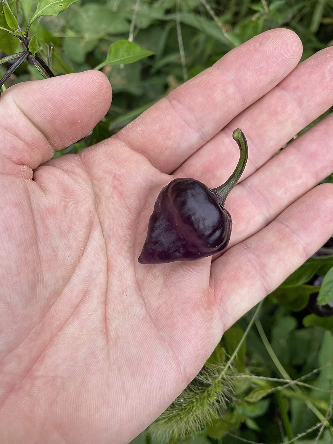 Purple UFO Pepper Premium Seed Packet