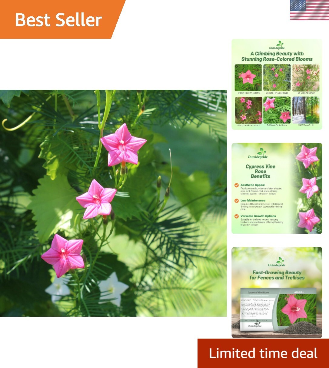 Deer Resistant Rose Cypress Vine Seeds – 100 Pcs Annual Color for Your Garden