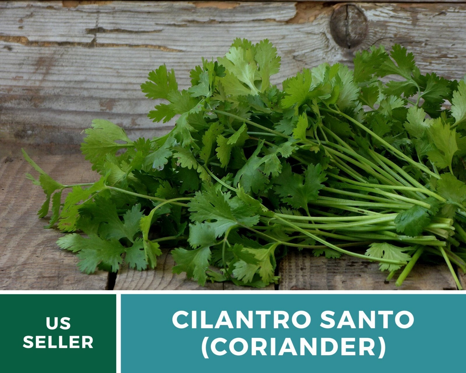 Cilantro (Coriander), Santo – Heirloom Seeds – Culinary & Medicinal Herb