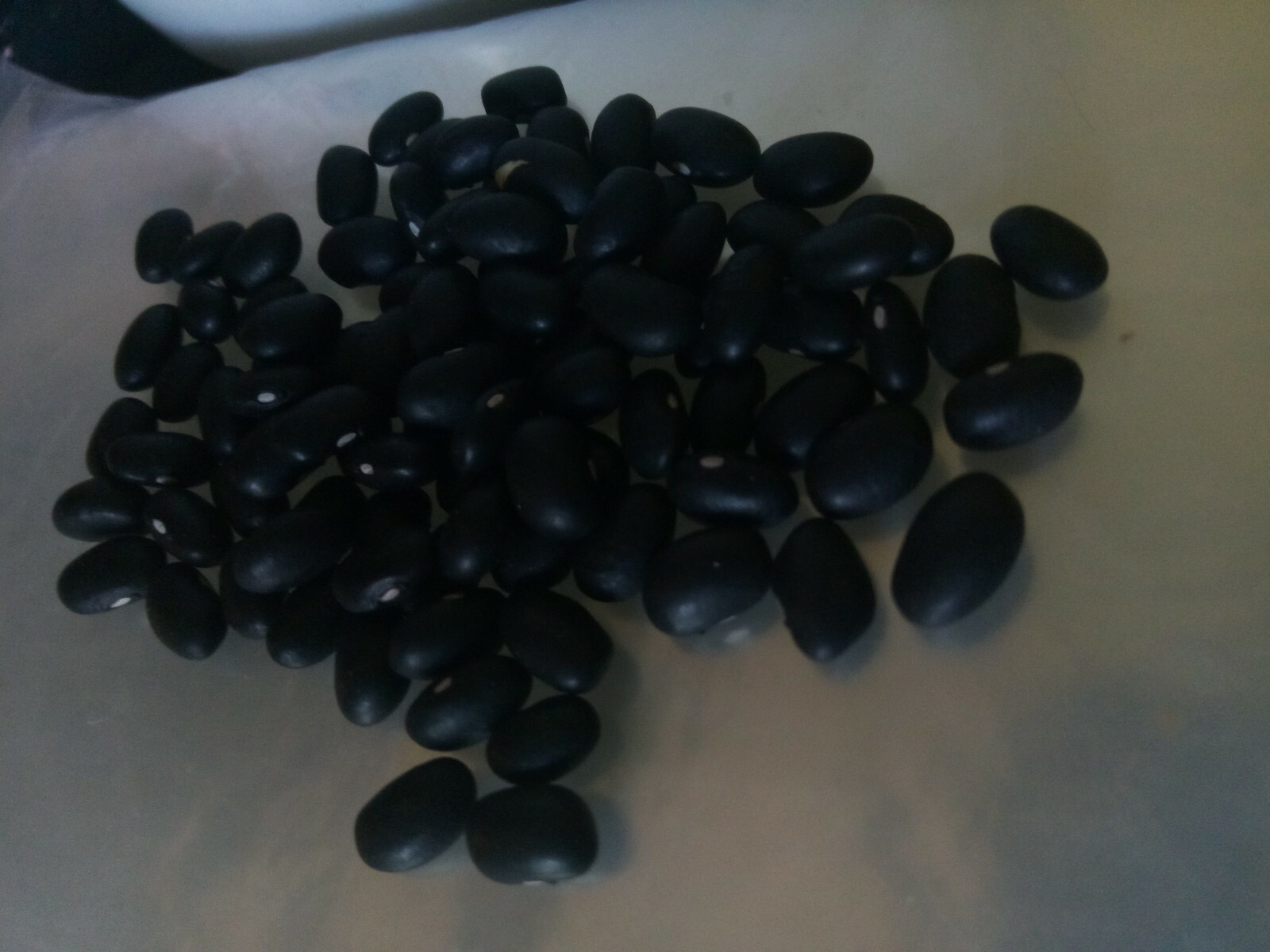 25 Black Turtle Bush Bean Seeds, US grown.