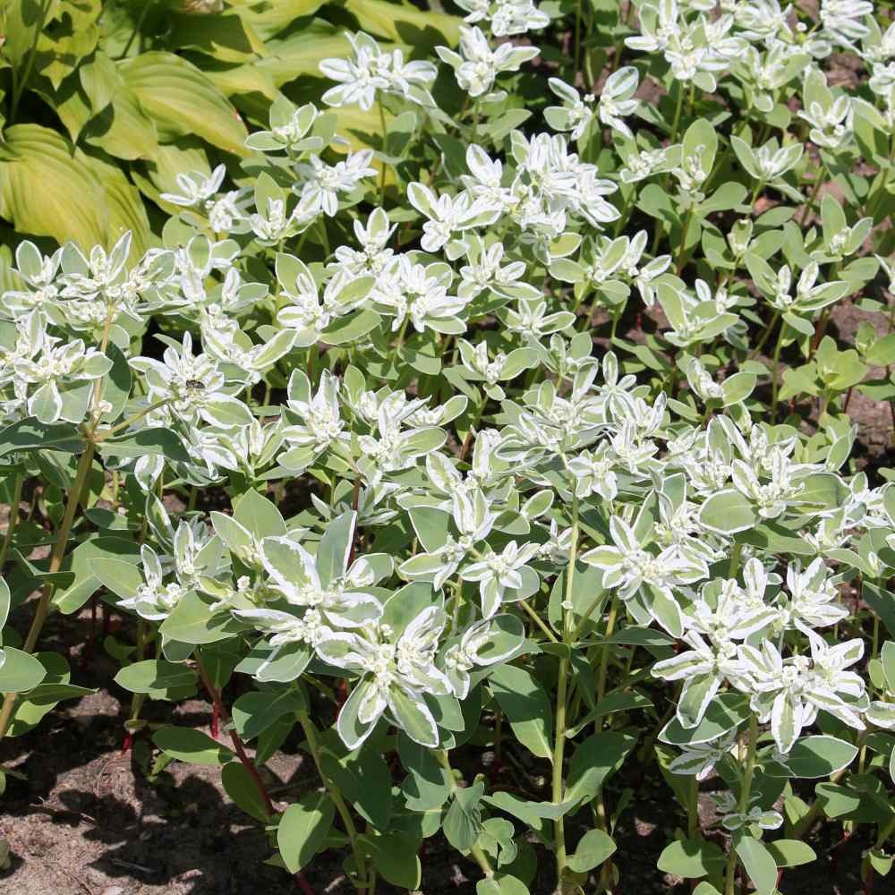 1000 Seeds Drought Tolerant Euphorbia Marginata Early Snow Garden Flower