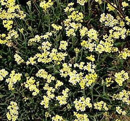 Achillea tomentosa King Edward 500 seeds