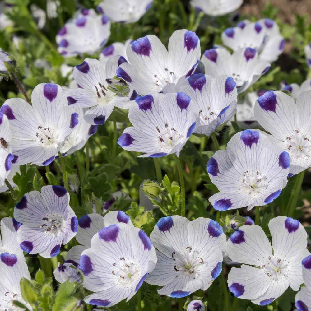 1000 Seeds Five Spot Seeds – Nemophila Maculata Wildflower Seed