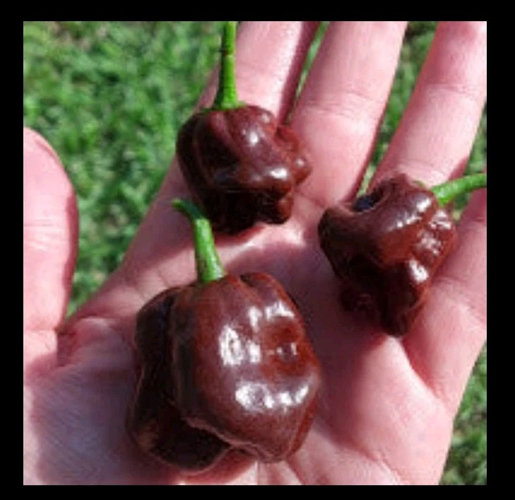 Chocolate Habanero Pepper Seeds (20) / Organic / Florida Grown / Super Rare