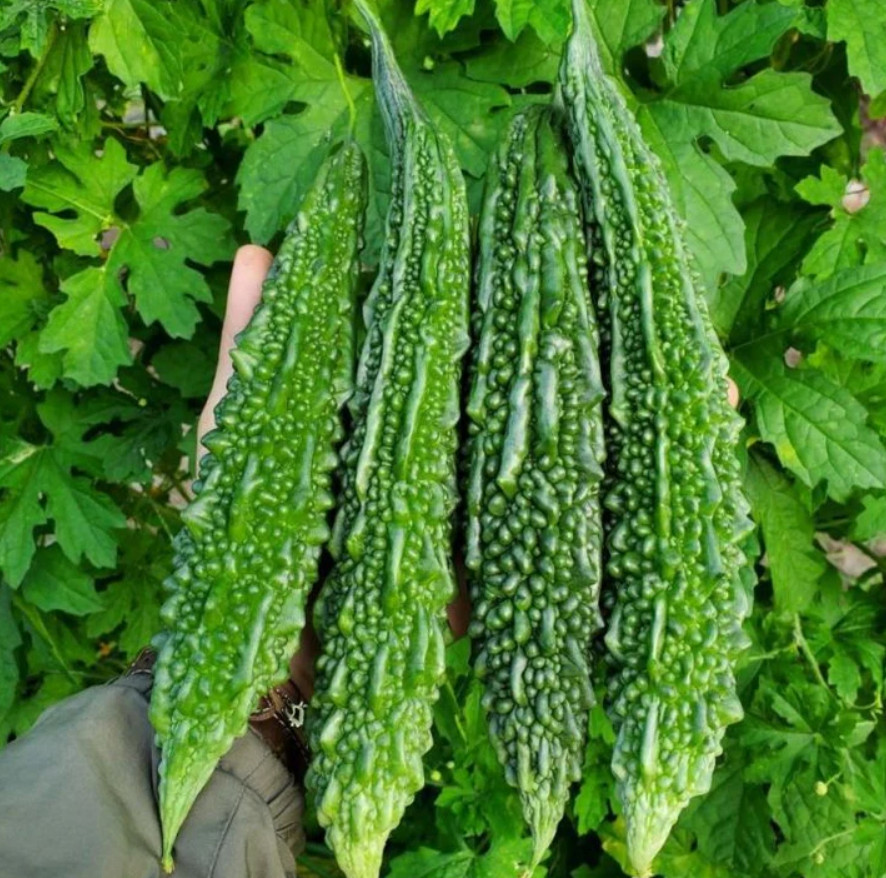 Hybrid Asian Bitter Gourd Seeds – Long Fruit Fat Type – 2g per Pack – Khổ Qua Mỡ